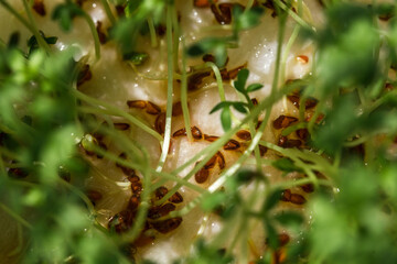 Sprouted seeds in a plastic container. Micro greens grown in a greenhouse