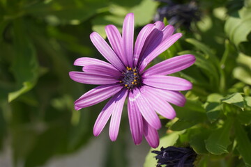 Obraz premium Sights from Thassos in the summer of 2020 