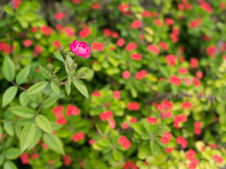 小さな可愛い花