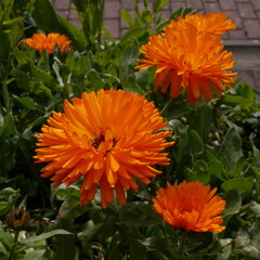 Orange Calendula Flowers