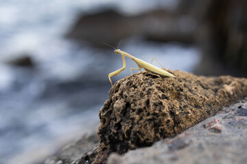close up photo of a mantis