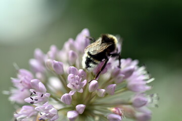 Biene auf einer Lauchblüte
