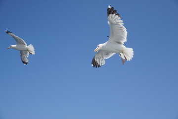 Beautiful seagulls following a ferry boat in Greece