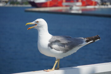 Fototapeta na wymiar Beautiful seagulls following a ferry boat in Greece