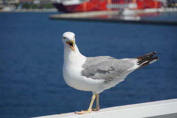 Beautiful seagulls following a ferry boat in Greece
