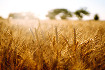 Golden wheat field in sunny day. Agriculture and harvesting concept.