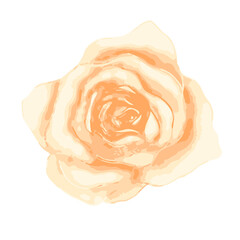 Bright gentle beautiful tea rose bud isolated on white