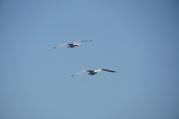 Beautiful seagulls following a ferry boat in Greece