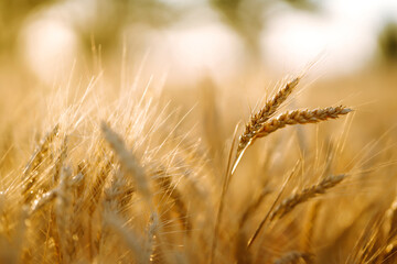 Golden wheat field in sunny day. Agriculture and harvesting concept.