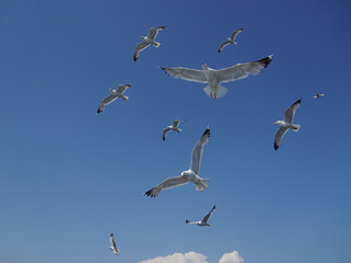 Beautiful seagulls following a ferry boat in Greece