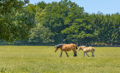 Horse with foal in a field.