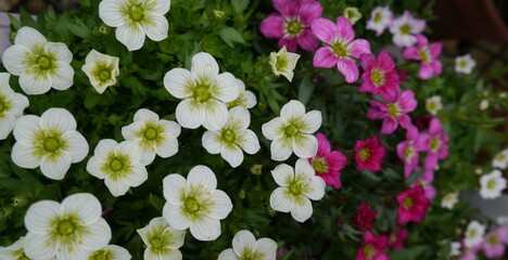 Saxifrage Alpine Plant