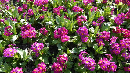 Obraz premium purple primrose