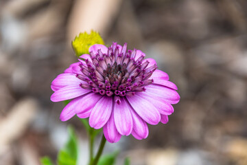 Purple Osteospermum Flower in the garden