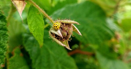 Ladybug, caterpillar on a leaf