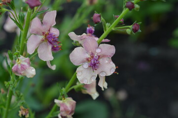 Little pink flowers in the garden