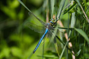 Libellula Anax imperator ,primo piano