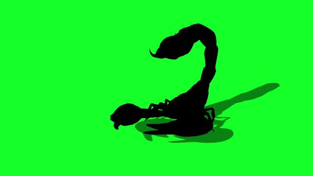 Forest scorpion in an aggressive posture-silhouette