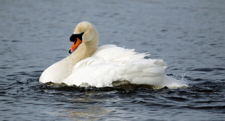 Obraz premium Mute swan preening and bathing on a lake