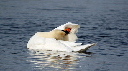 Fototapeta premium Mute swan preening and bathing on a lake