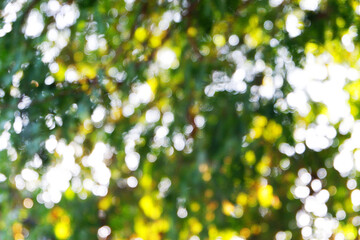 bokeh blur background under tree with sunshine and leaf