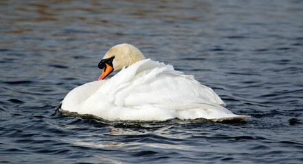 Fototapeta premium Mute swan preening and bathing on a lake