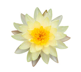 Fototapeta premium Closeup yellow lotus flower plant isolated on white background