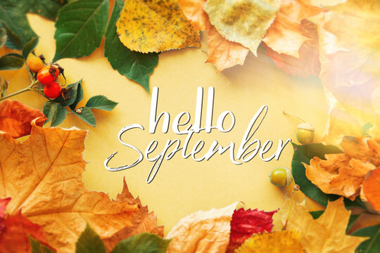 Hello September frame of autumn decor Poster card with sunlight filter and toned grunge image
