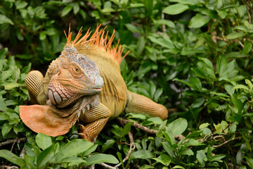 Green Iguana in tree