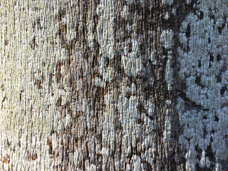 Tree trunk surface texture