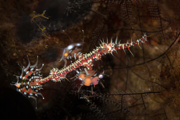 Harlequin ghost pipefish (Solenostomus paradoxus). Underwater macro photography from Aniilao, Philippines