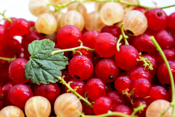 Close-up photo of red and white ripe juicy currant fruit background. Summer harvest, healthy vitamins