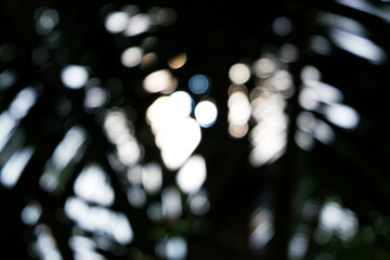 blur bokeh is background from image of coconut leaf