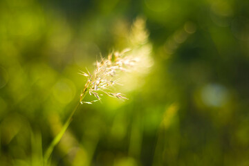 Bokeh of the nature, blur focus background, nature background, green colors. Sunlight on the grass and growing plants.