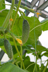 Vegetable cucumber grown in the garden. Eco-friendly product and crop