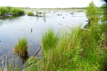 Renaturation area with dead standing birch trees after drainage and peat mining in Northern Germany in moor near Neustadt, Hanover district