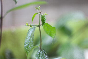 green plant in the garden