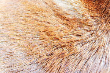 brown fur hair texture of dog.