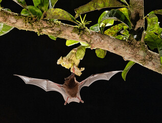 Orange Nectar bat