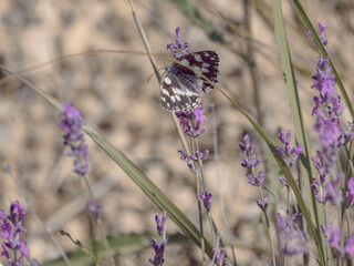 Lavande, vent et papillon