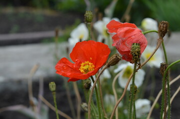 Red poppy blooming in the garden
