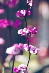 Fototapeta na wymiar purple wild flowers