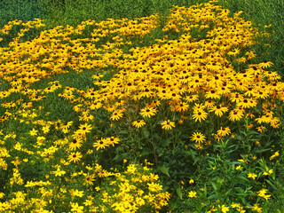 Killespark Stuttgart in Germany - Yellow blooming coneflower carpet