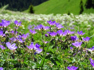 Blumen Wiese Storchenschnabel