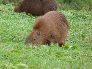 Hidrochoerus hidrochaeris, Capibara comiendo hierba en la selva.