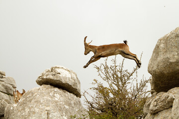 Cabra montes saltando.
