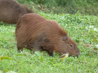 Hidrochoerus hidrochaeris, Capibara comiendo sobre el pantano.