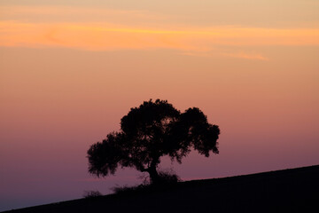 Encina al atardecer