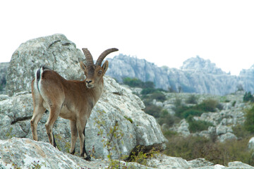 Macho de abajo montes