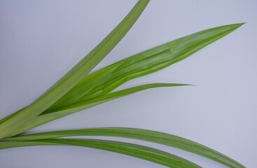 pandan leaf green on white background